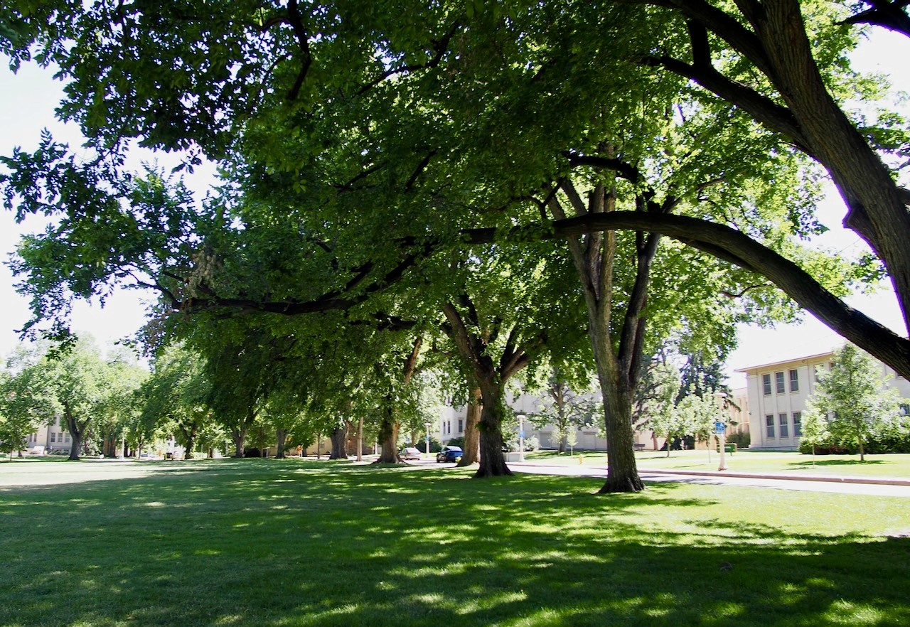 Tree and grass lined path of The Oval.
