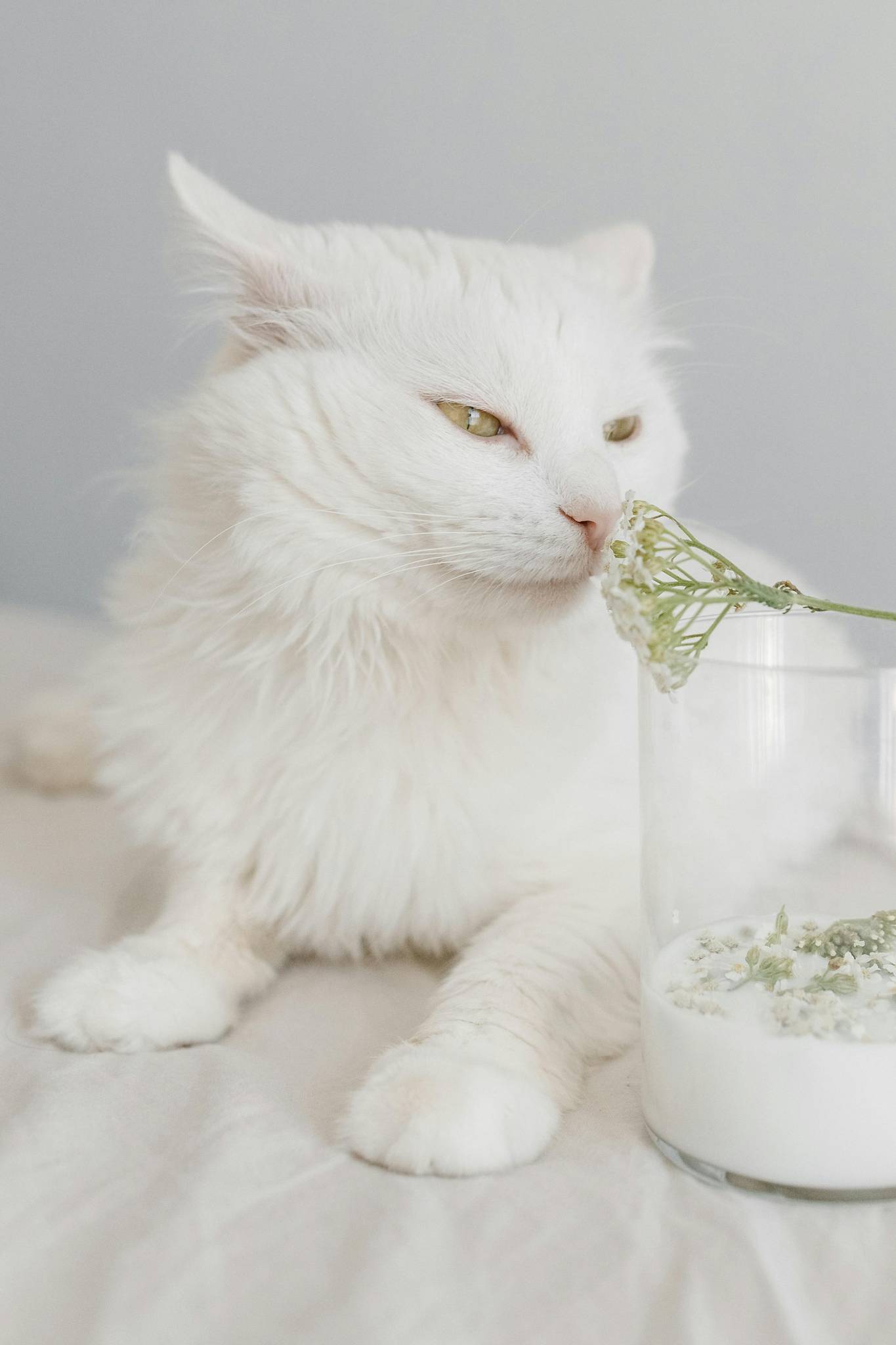 Persian Cat Temperament and Lifestyle Fit