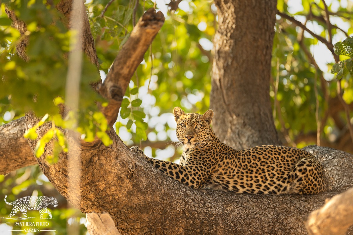 Best places in Africa to Photography Leopards | Panthera Photo Safaris