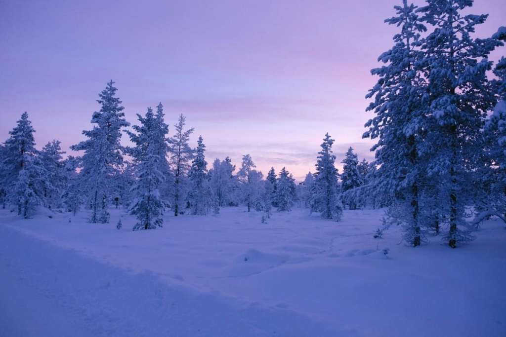 lapland forest at sunset