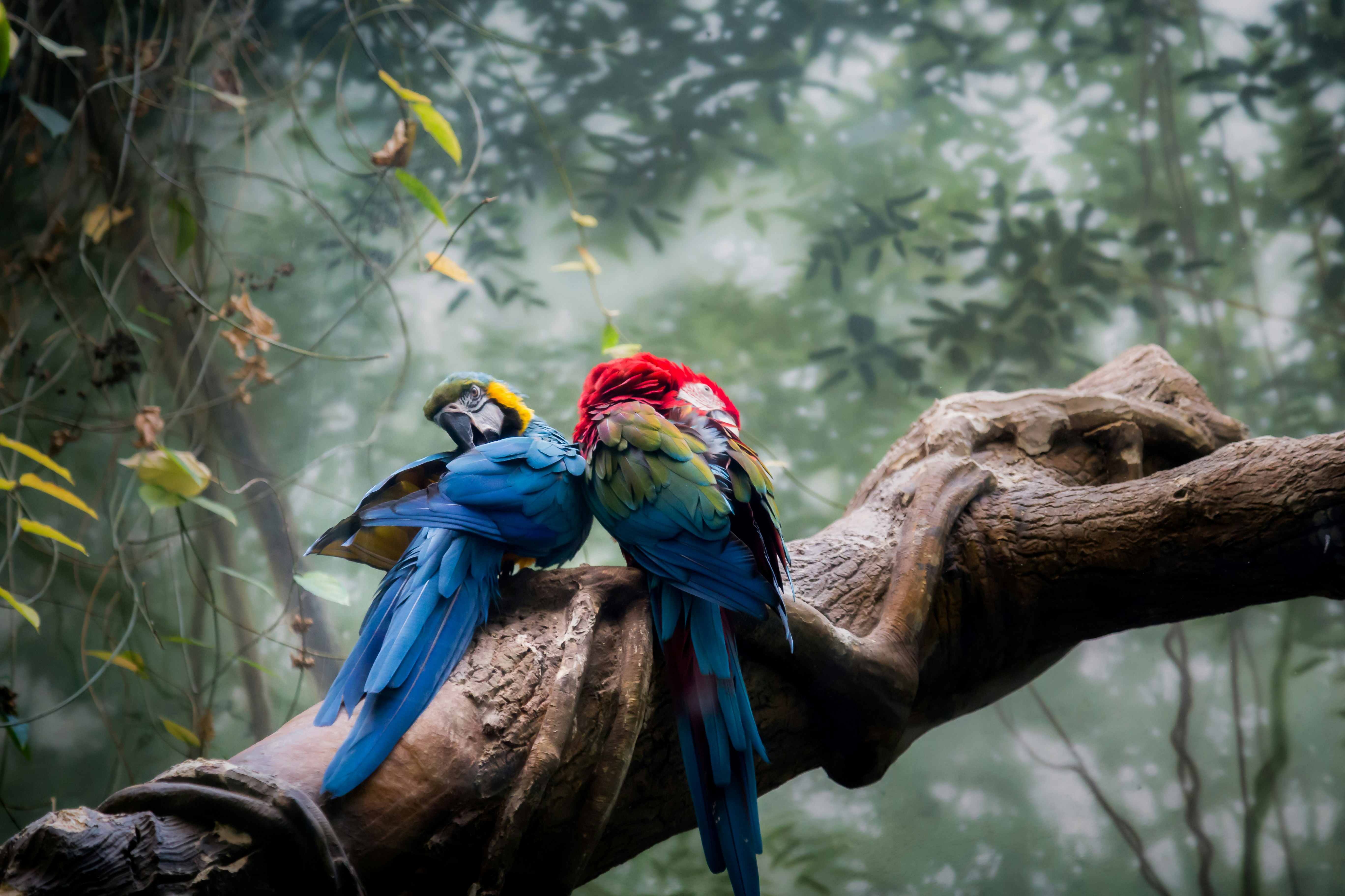 Close-up view of two macaws perched on a tree branch. The Macaws: One macaw is predominantly blue with yellow markings on its head and a hint of green on its wings. The other macaw exhibits a vibrant mix of red, green, and blue feathers. They appear to be resting or cuddling close together. The Branch: The branch is thick, textured, and dark brown, showing the markings of bark. It curves gently, providing a natural perch for the birds. The branch appears to be part of a larger tree, suggested by the background. The Background: The background is blurred but shows a lush, green environment with indistinct trees and foliage. The blurred effect (bokeh) keeps the focus sharply on the macaws. The overall lighting suggests an outdoor setting, possibly a shaded area of a rainforest or aviary. The image conveys a sense of tranquility and closeness between the two birds. The colors are rich and saturated, contrasting the vibrant plumage of the macaws with the more muted tones of the tree and background.