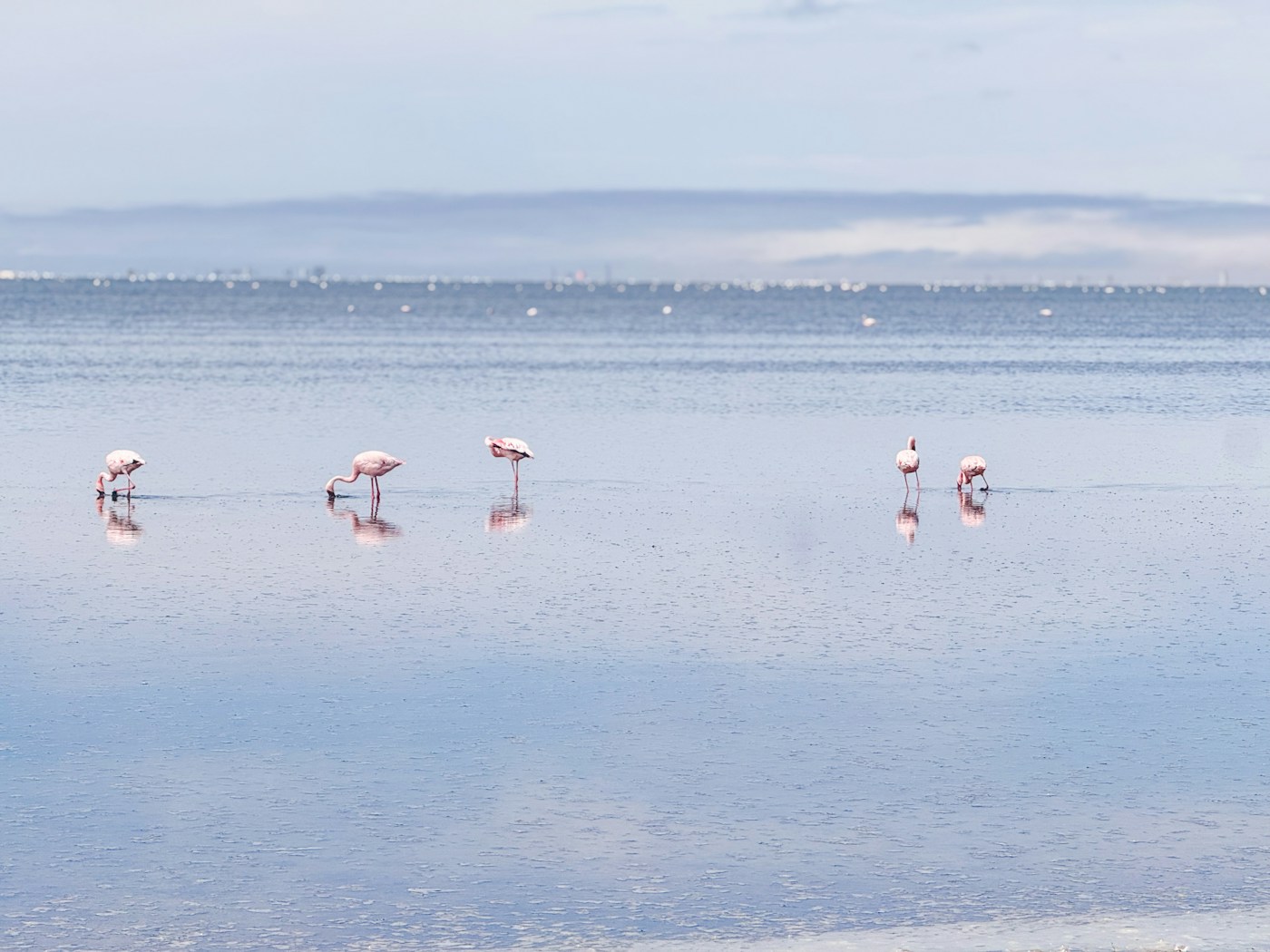 Flamingos feeding in the Walvis Bay lagoon under coastal fog