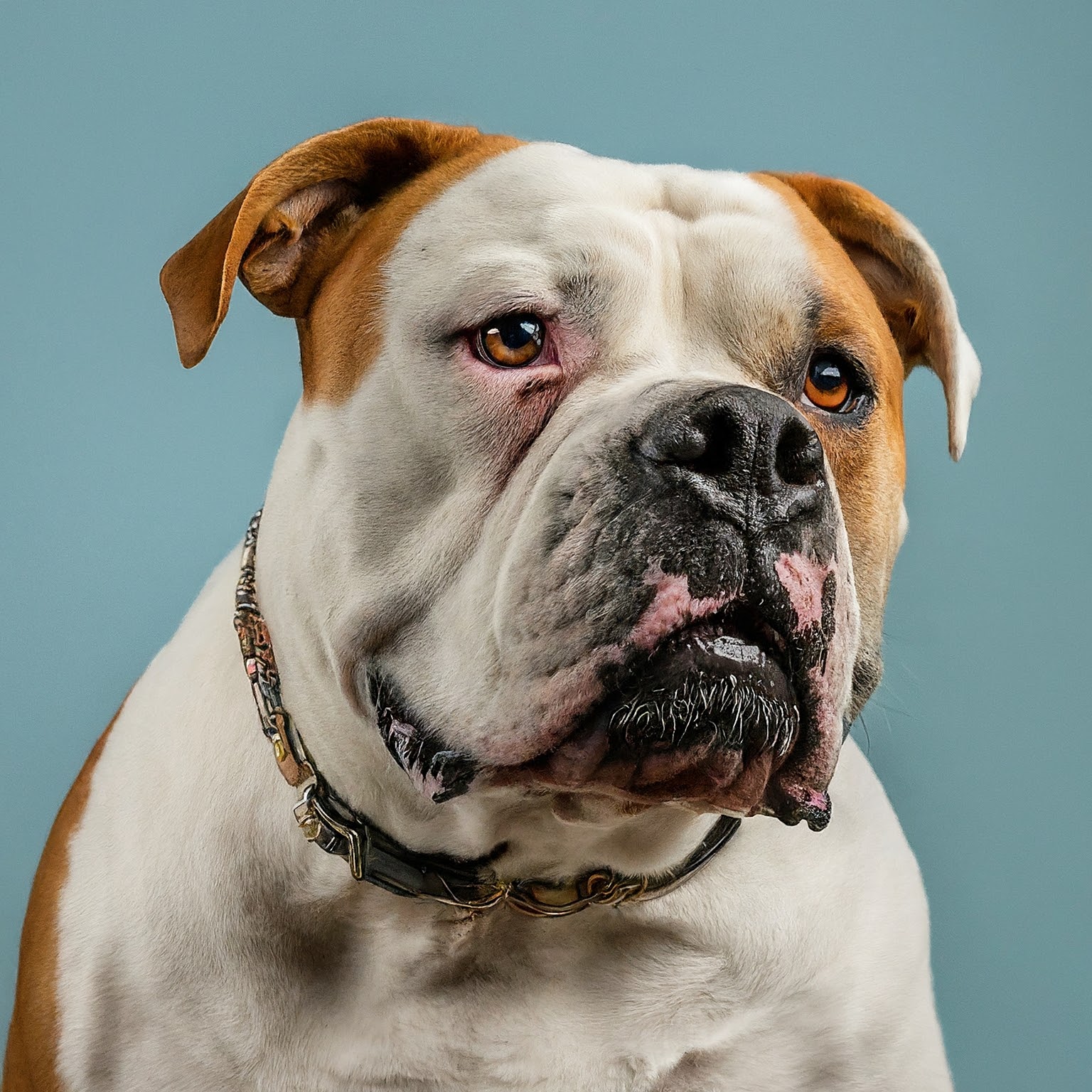 BUDDYUNO, American Bulldog