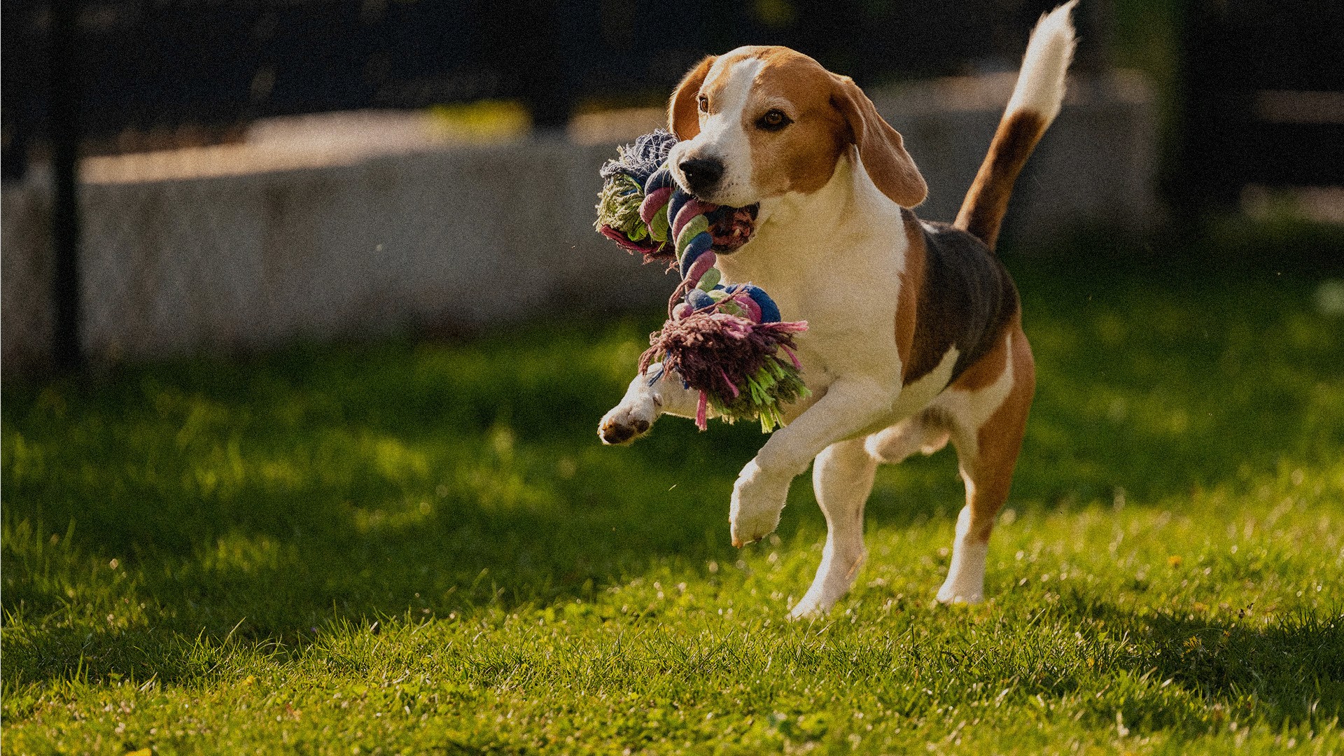 A beagle running and jumping in a lawn with a rope towl that is twisted with loose frayed ends.