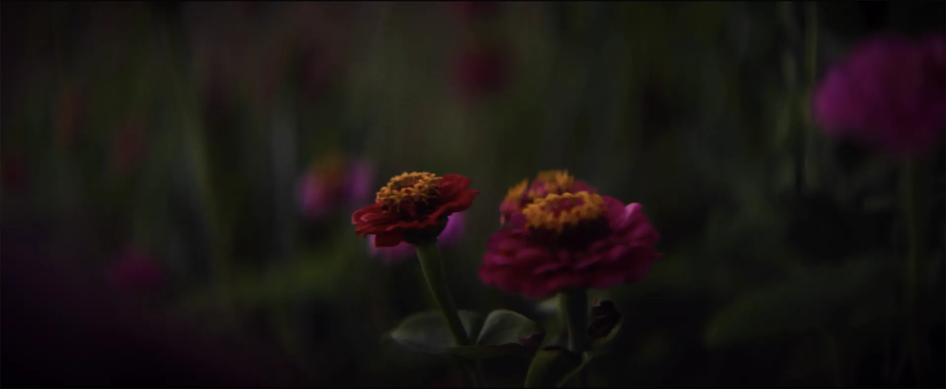 Amoris Pomum para Nowness: tercer fotograma de contenido multimedia que muestra composición natural con flores y luz suave de exterior.
