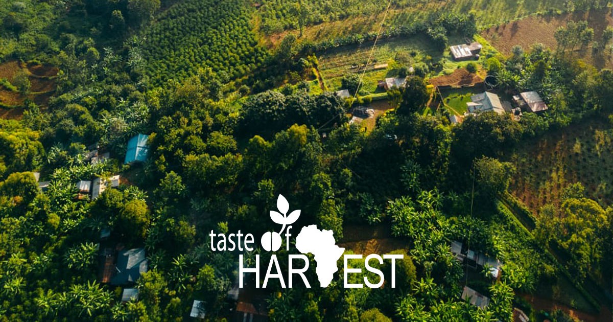 Taste of Harvest Kenya Landscape