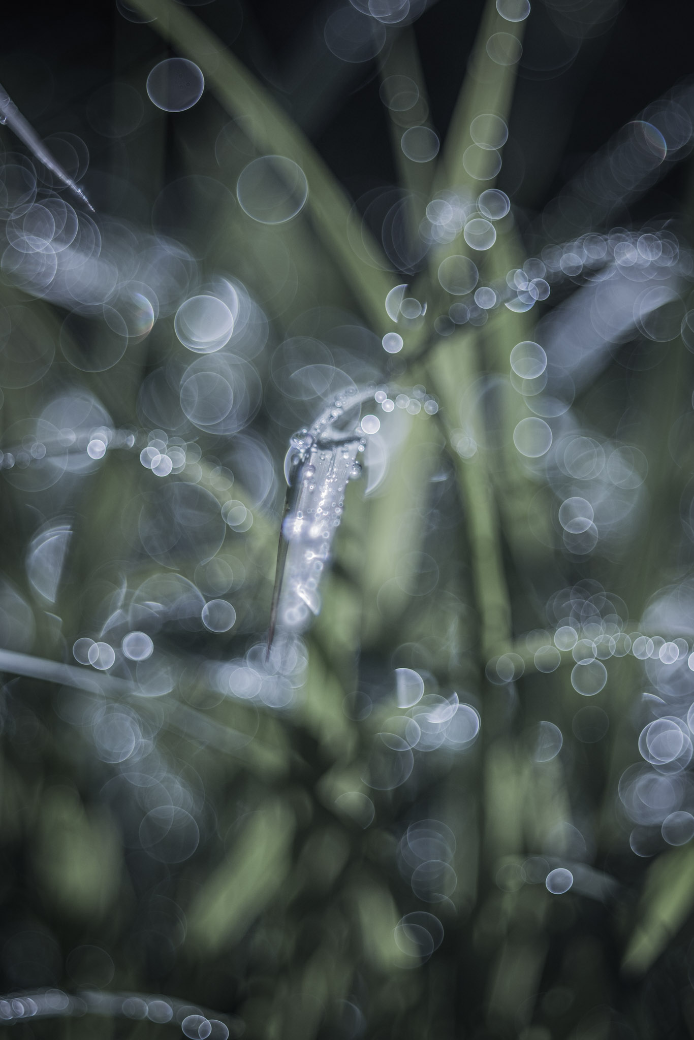 Dew and round light