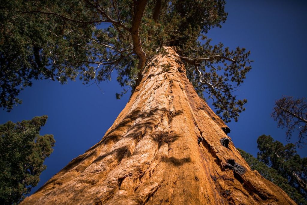 Giant sequoia tree trunk