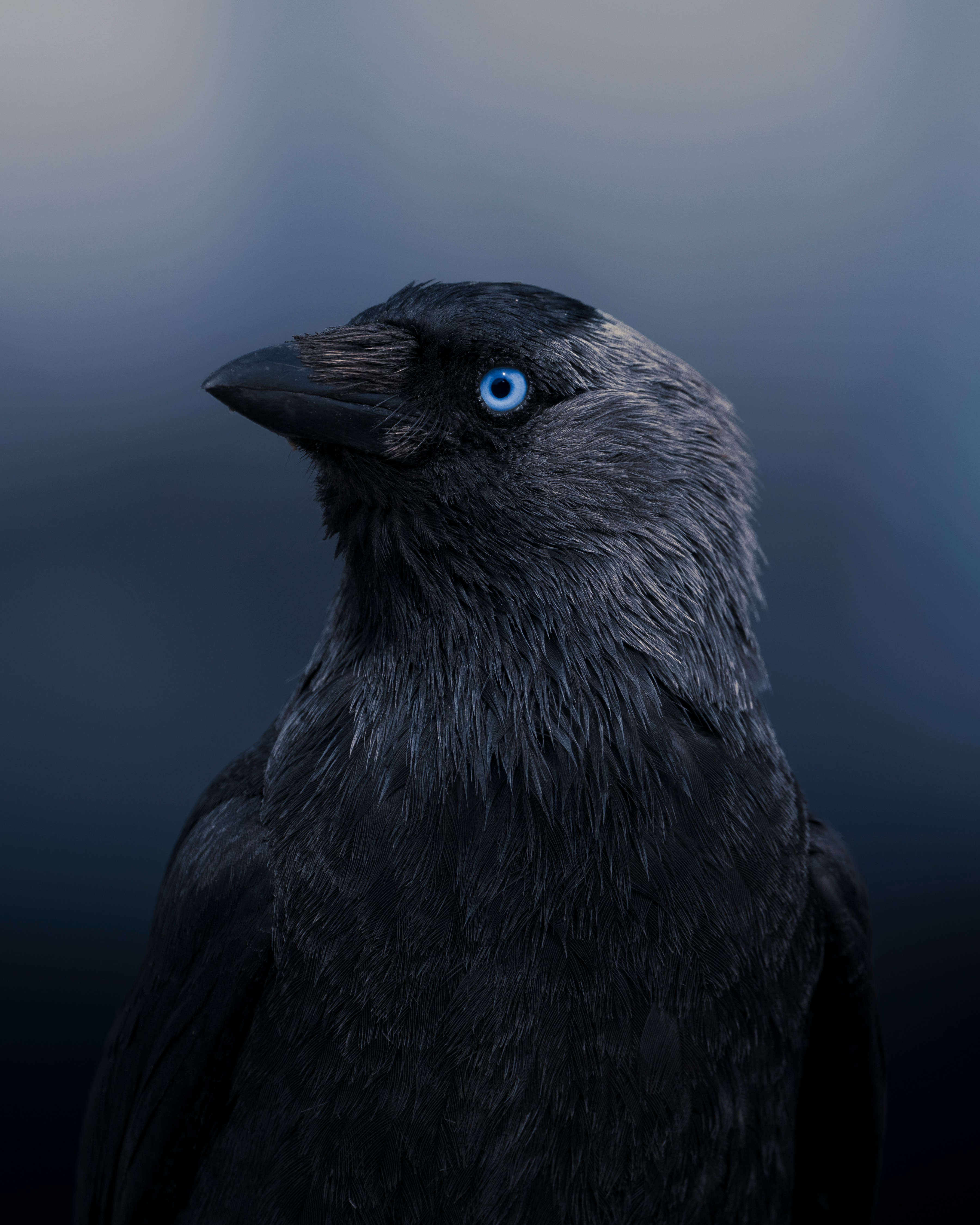 A close-up of a dark bird with bright blue eyes.