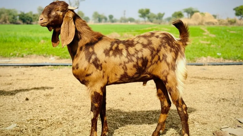 Sirohi Goat Breed