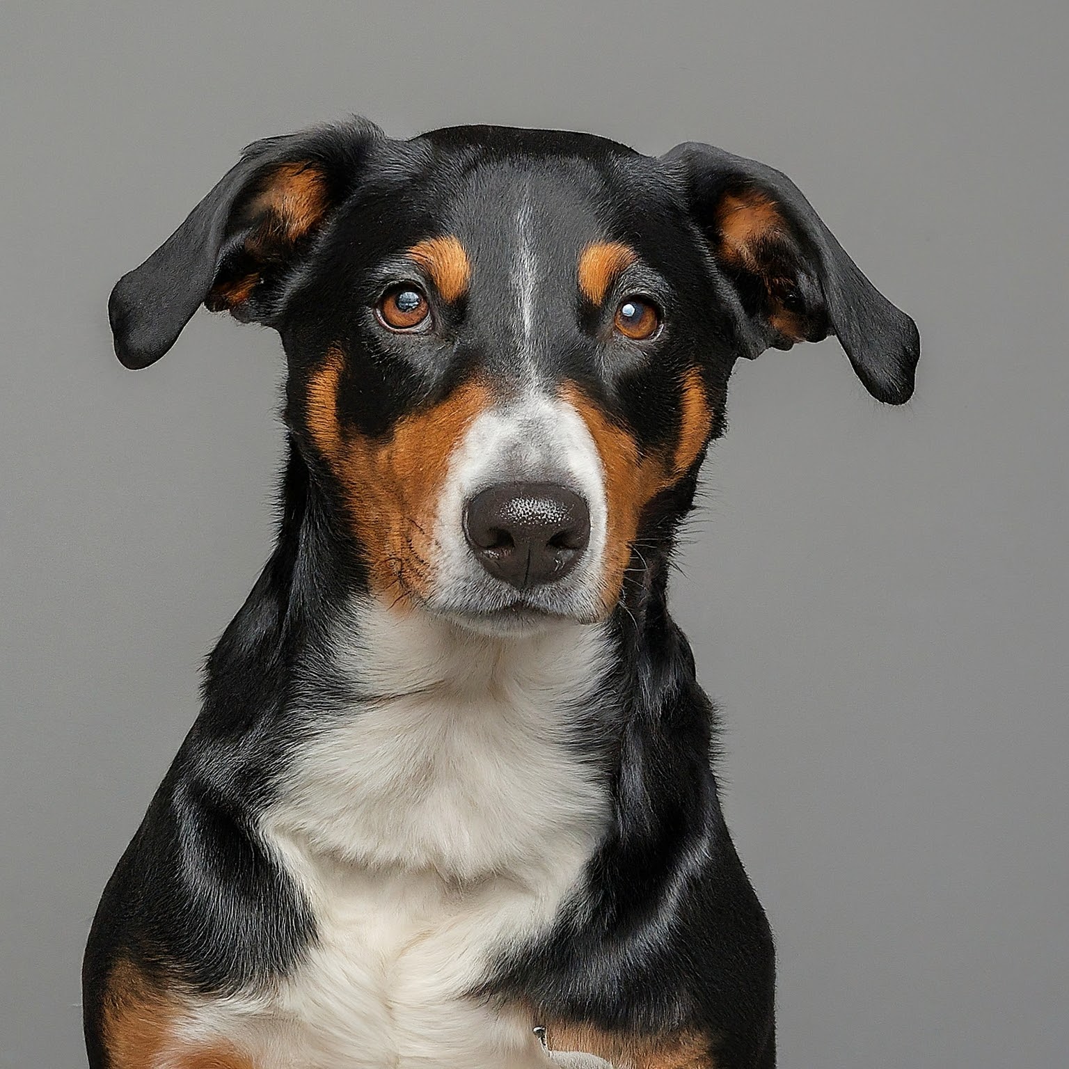 BUDDYUNO, Appenzeller Sennenhunde