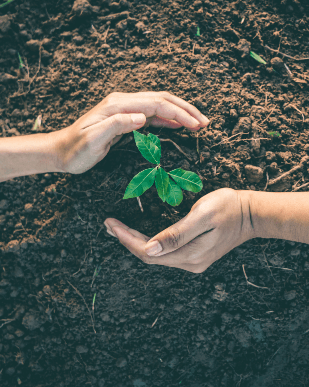 construction & build service