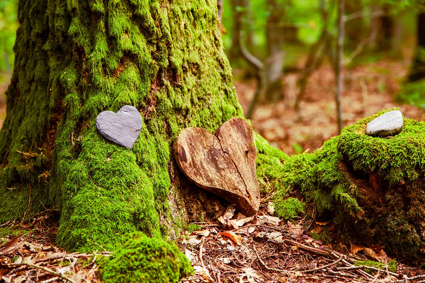 A moss-covered tree trunk in a forest, with heart-shaped stones resting nearby on the forest floor.