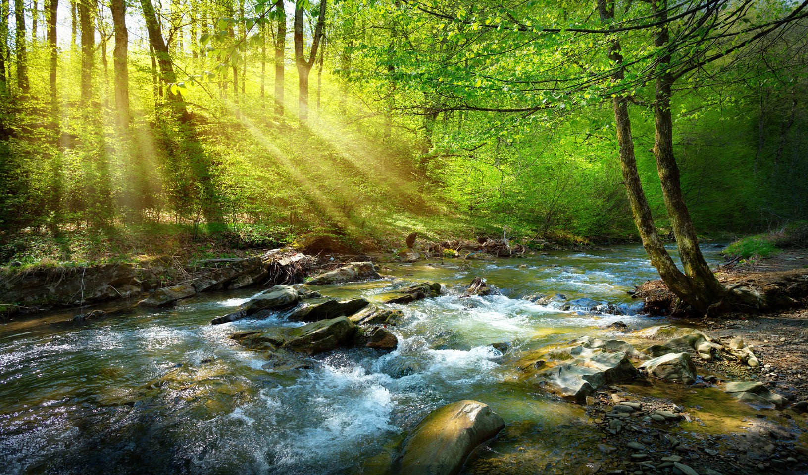 River and surrounding ecosystem