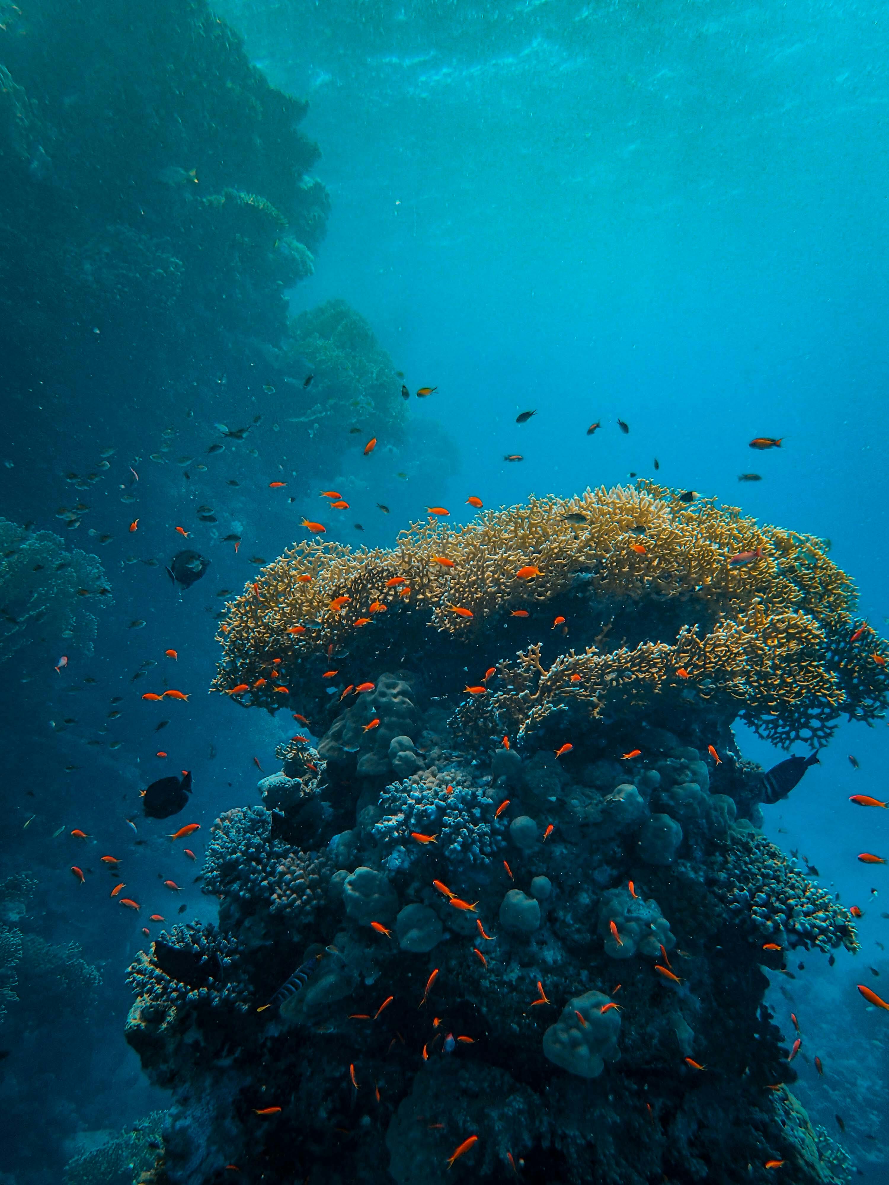 coral with fish in komodo national park in indonesia