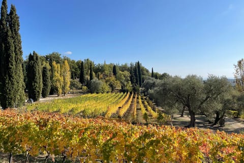 Nice: Full-Day Côtes de Provence Wine Tour