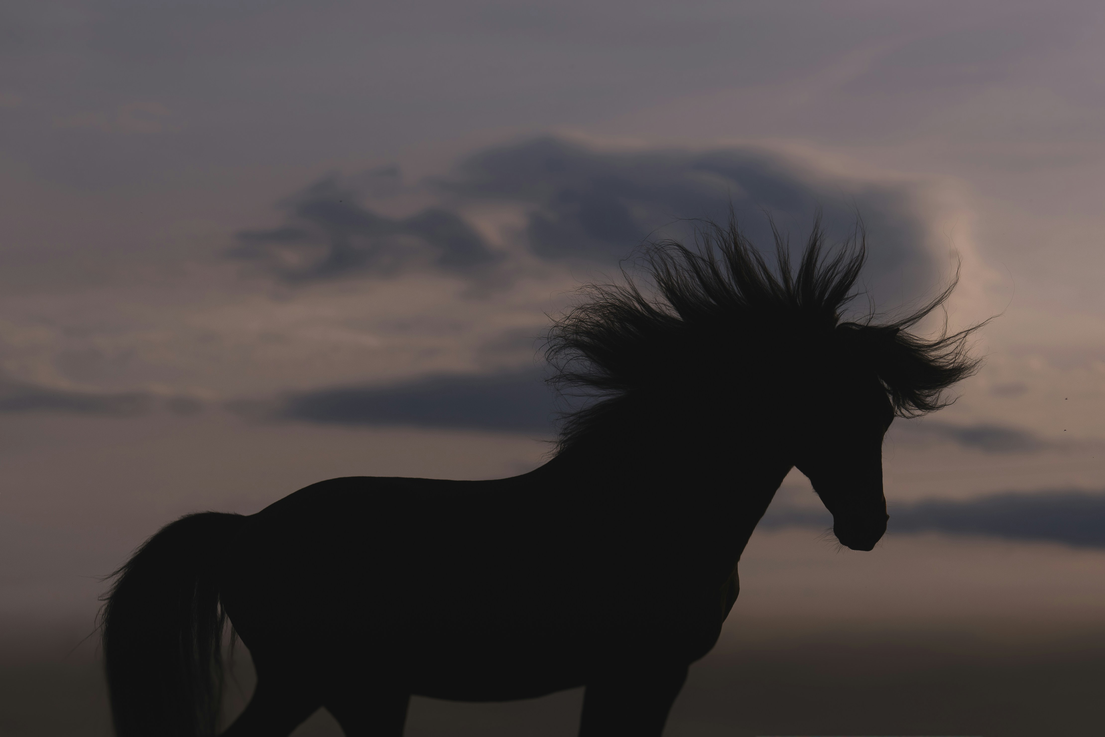 a silhouette of a horse with its hair blowing in the wind