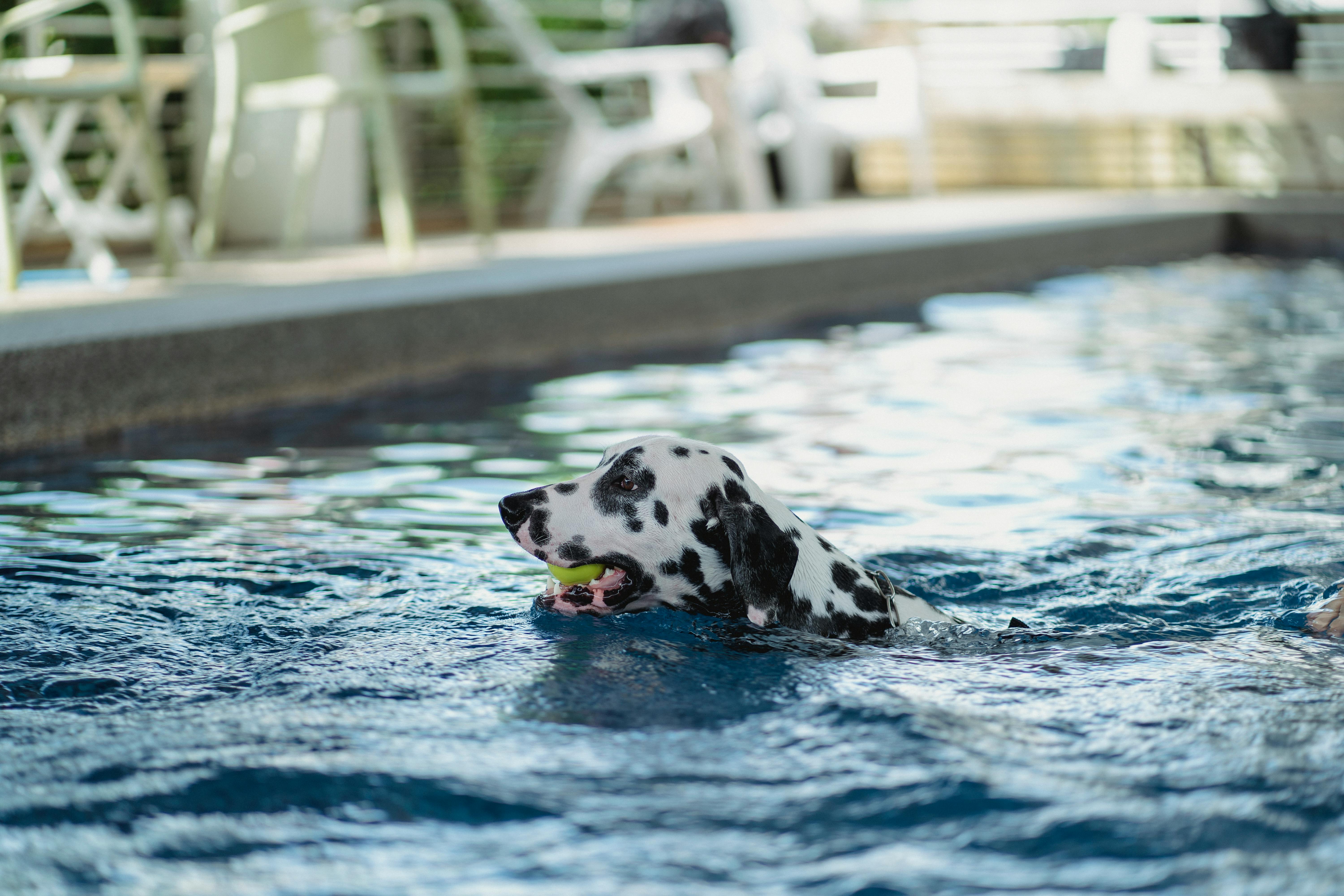 dog with tennis ball in its mouth