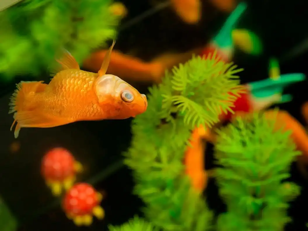 goldfish swimming sideways