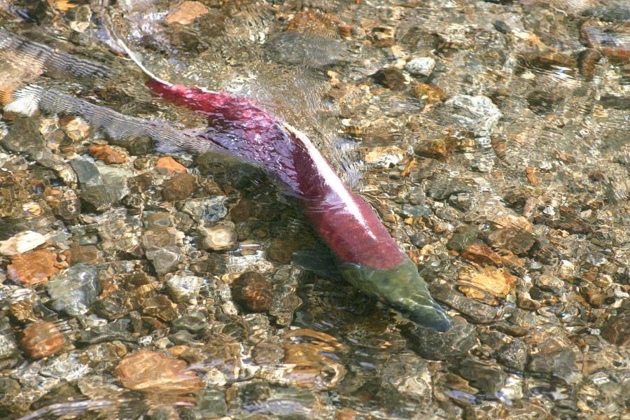 Salmone rosso dell'Alaska