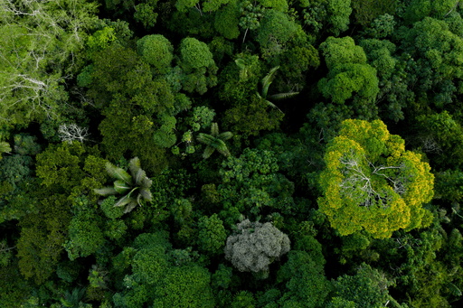 Forest canopy from above