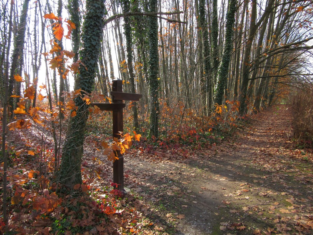 A cross in the middle of a forest