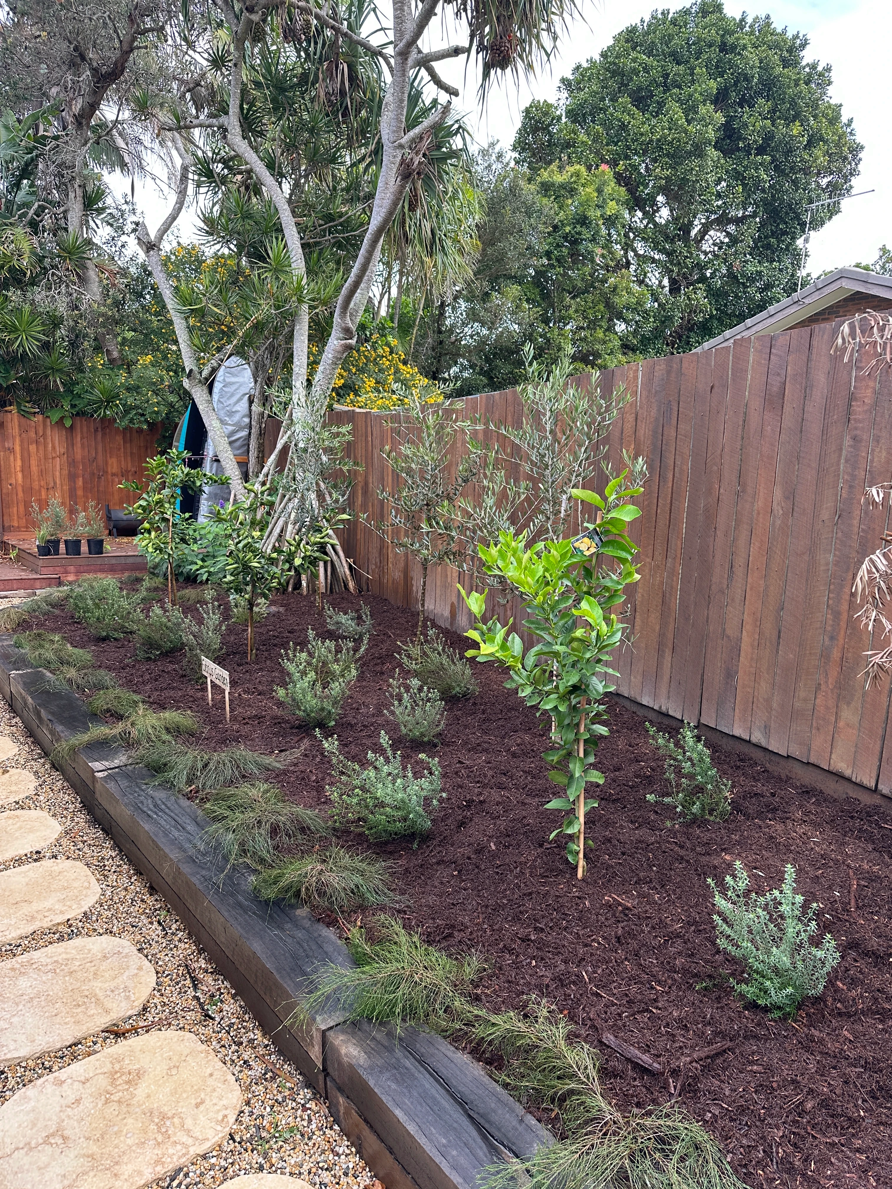 Freshly planted olive and citrus garden with mulch after a Byron Bay garden transformation