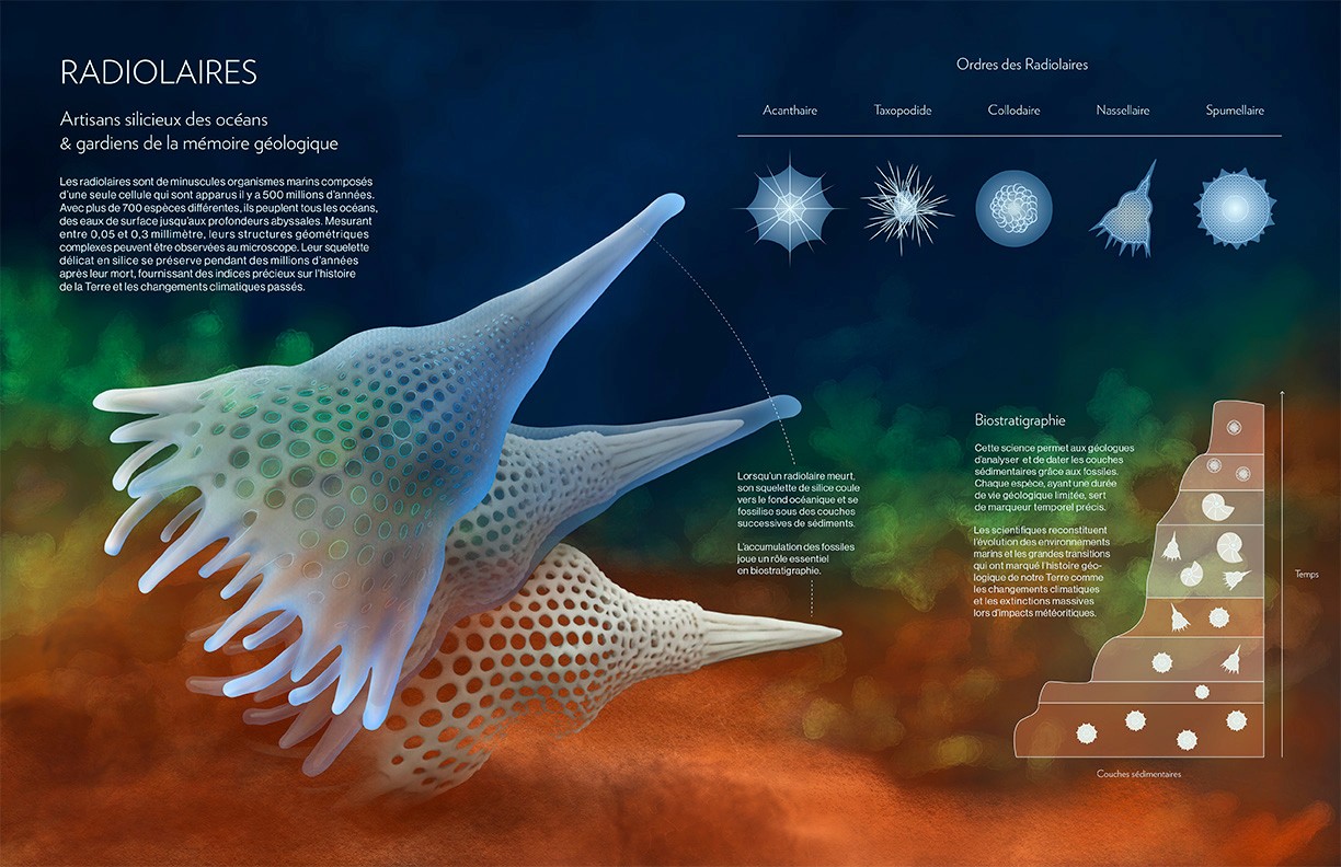 Illustration scientifique de la langue en couleurs avec annotations des structures identifiées par l'illustratrice scientifique Élodie Ouellet-Belleau.