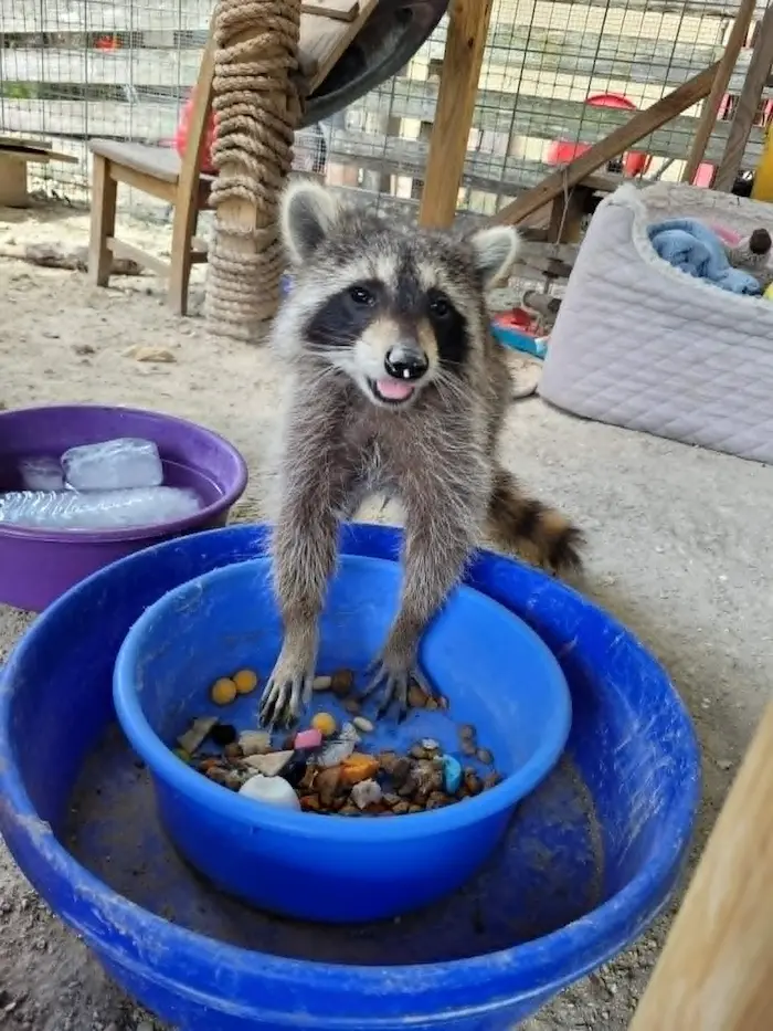 A playful raccoon stands inside a blue bowl filled with colorful pebbles and stones in a cozy, fenced area, featuring pet accessories and a woven scratching post in Bradenton, FL.
