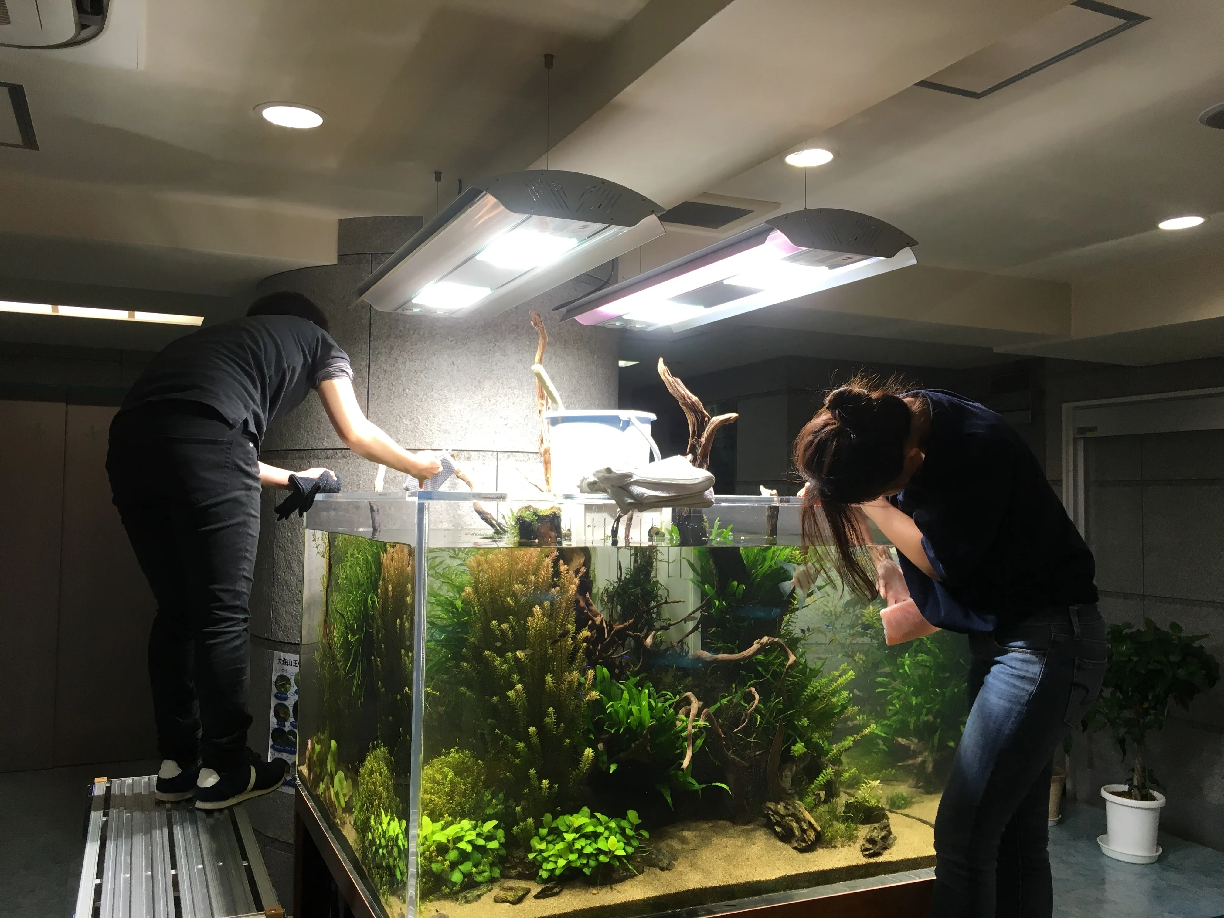 水草アクアリウム水槽のメンテナス作業の様子