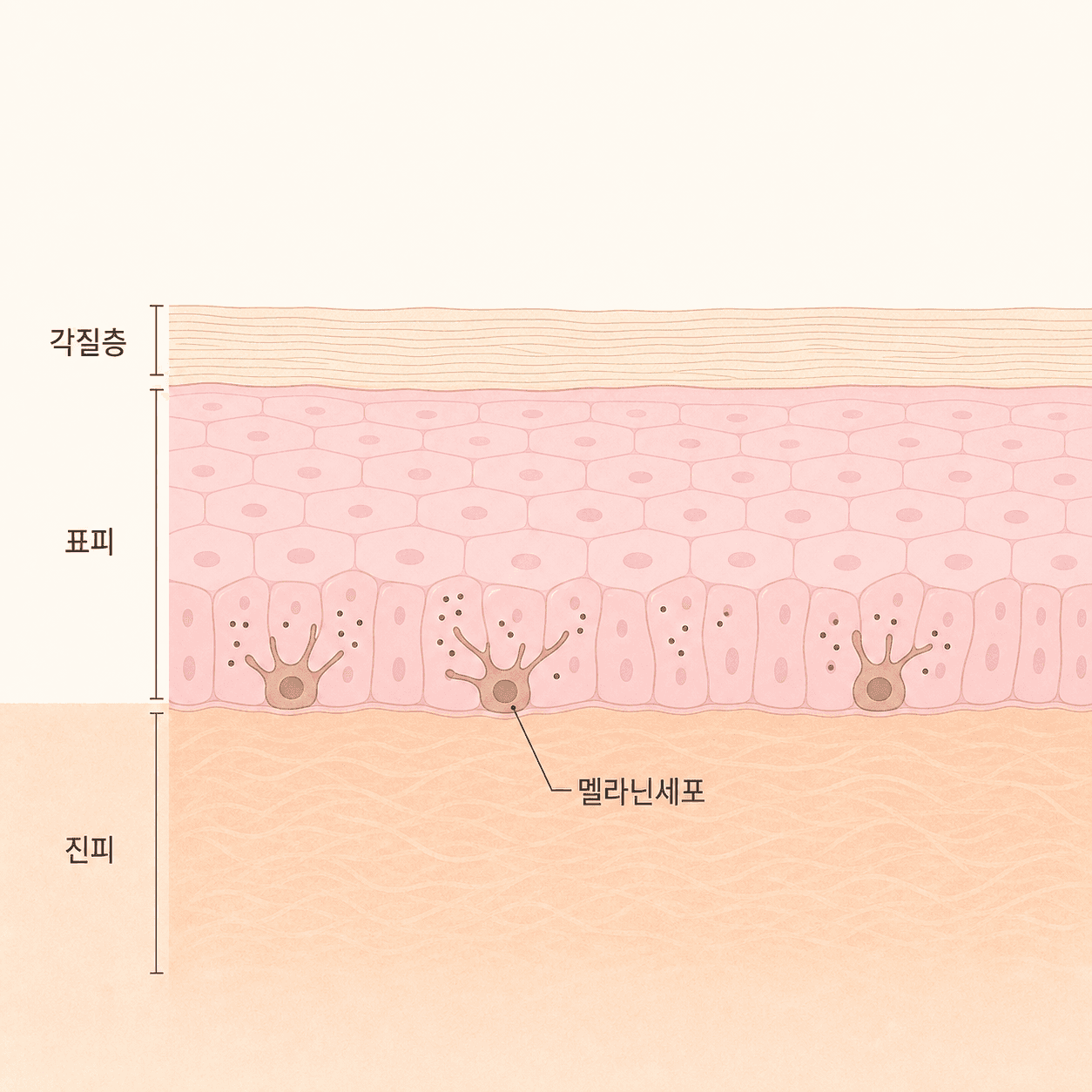 피부 장벽(각질층)·표피·진피와 색소를 만드는 멜라닌세포 구조