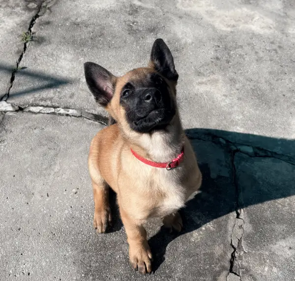 Brown Malinois puppy sitting and looking up at the camera