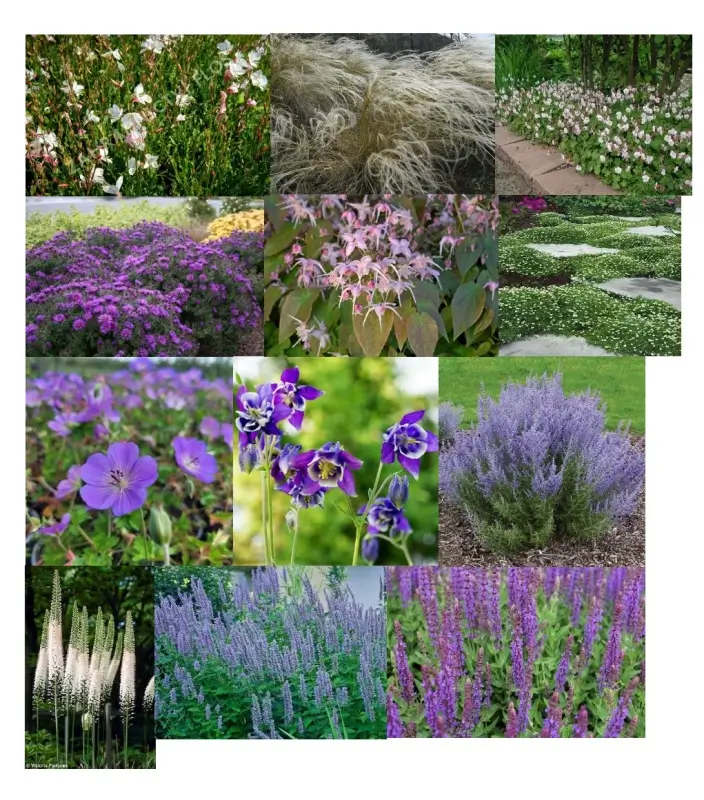 Fialovo bílá kompozice na trvalkový záhon