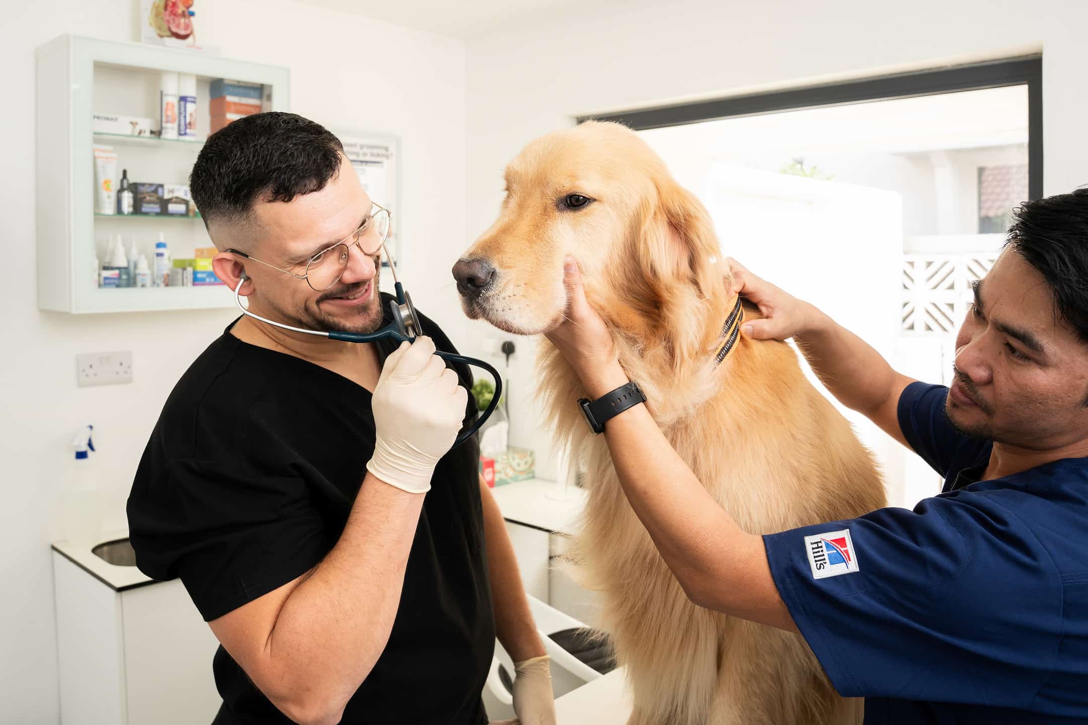 Preventing Anemia in Dogs