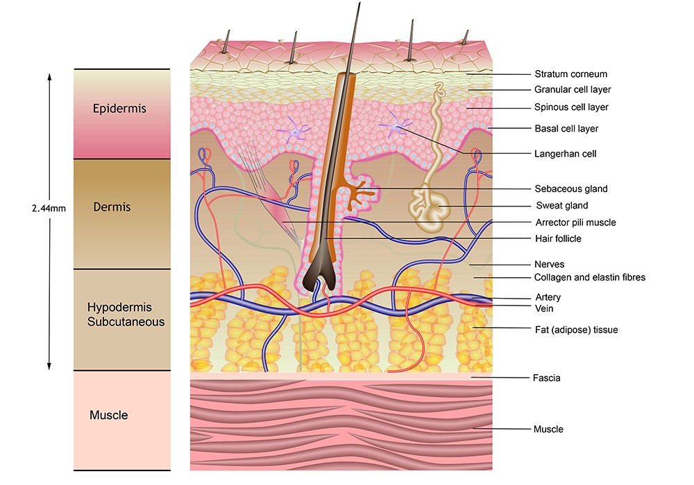 Skin layers cross-section diagram showing epidermis dermis hypodermis and muscle.