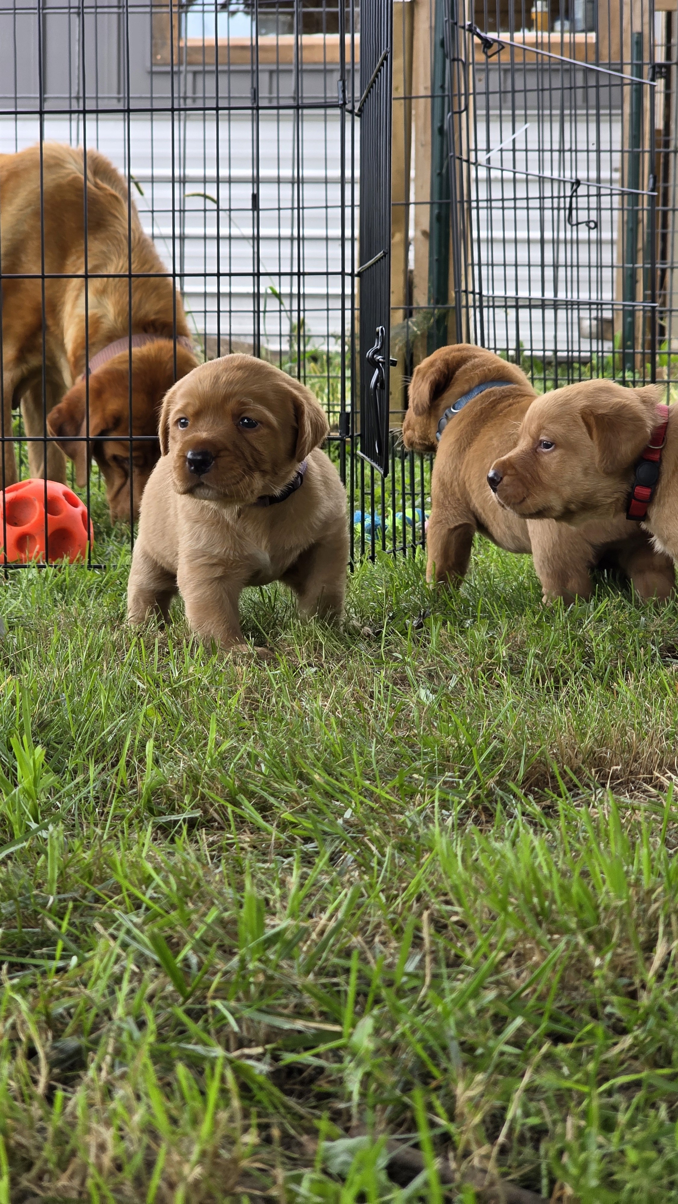 Fox Red Labrador Retriever at Red Maple Labradors