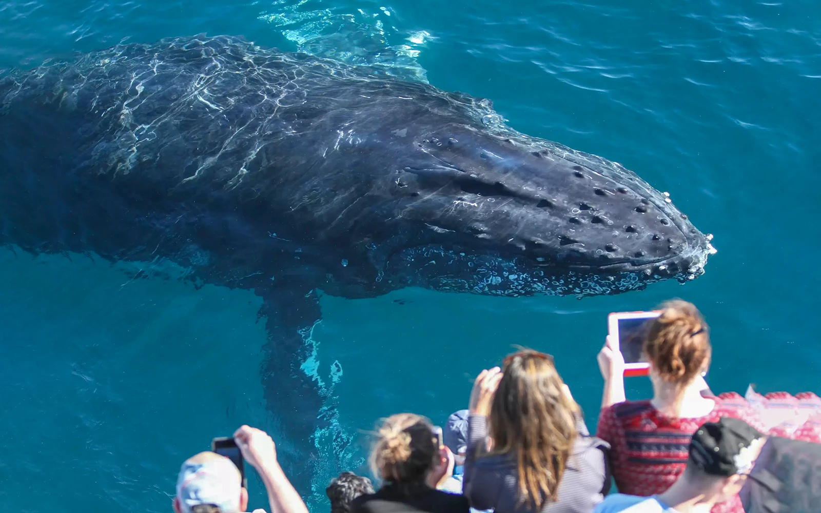 鲸鱼靠近携带游客的金海岸精神号游船。