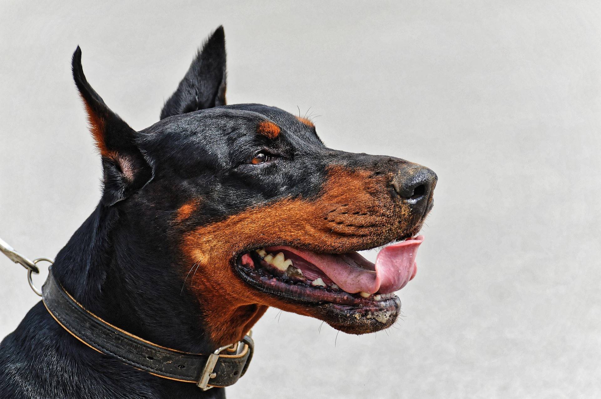 Doberman Diet & Nutrition