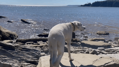 gif of a big white dog on a rocky beach