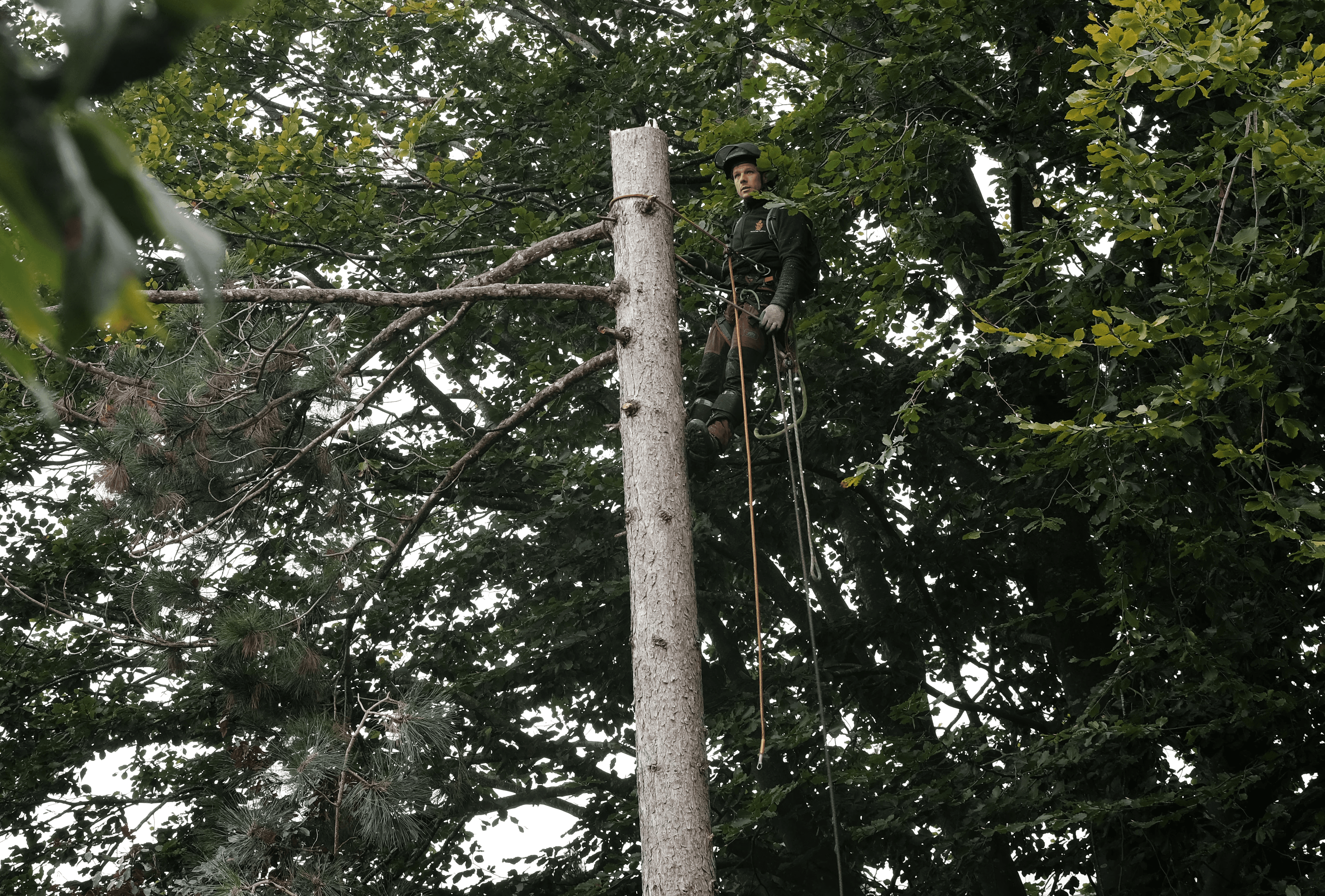 Baumpflege Augsburg Fällung Fichte
