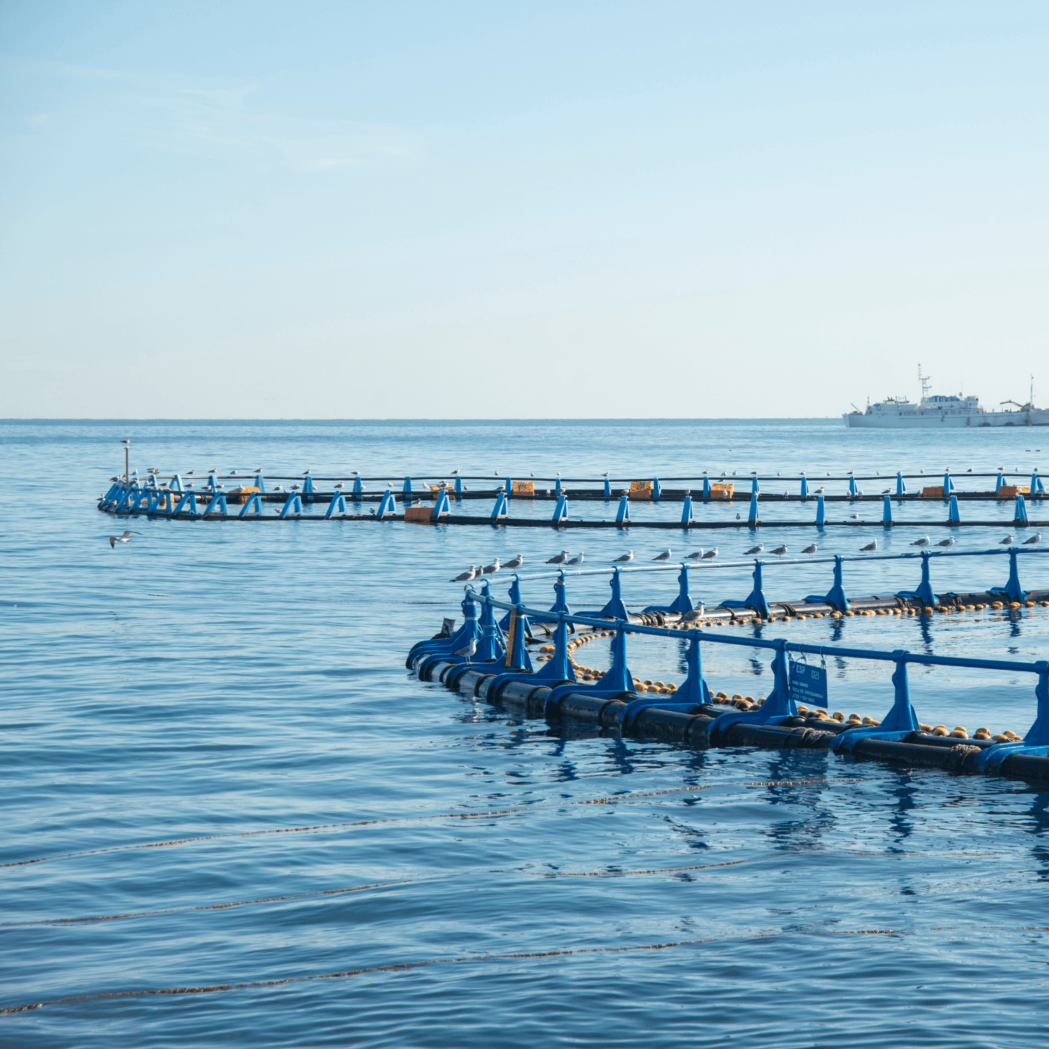 aquaculture