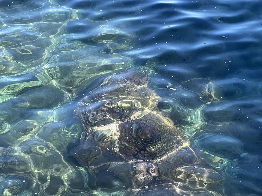 a black and white cat laying on top of a white wall