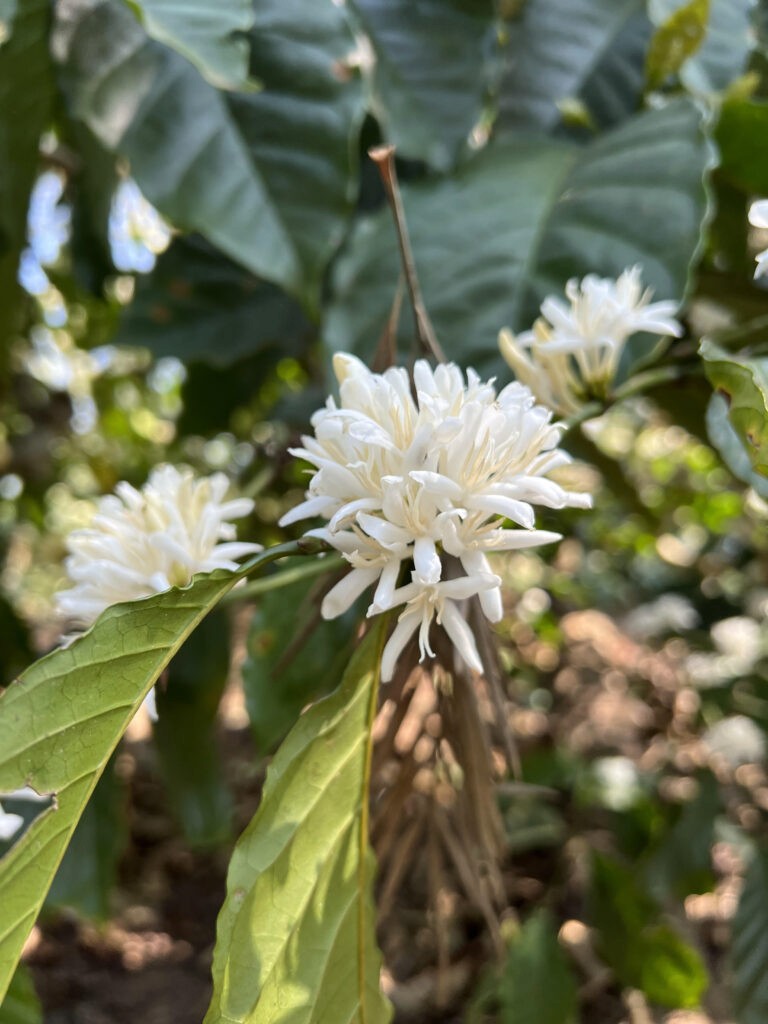 coffee blooms