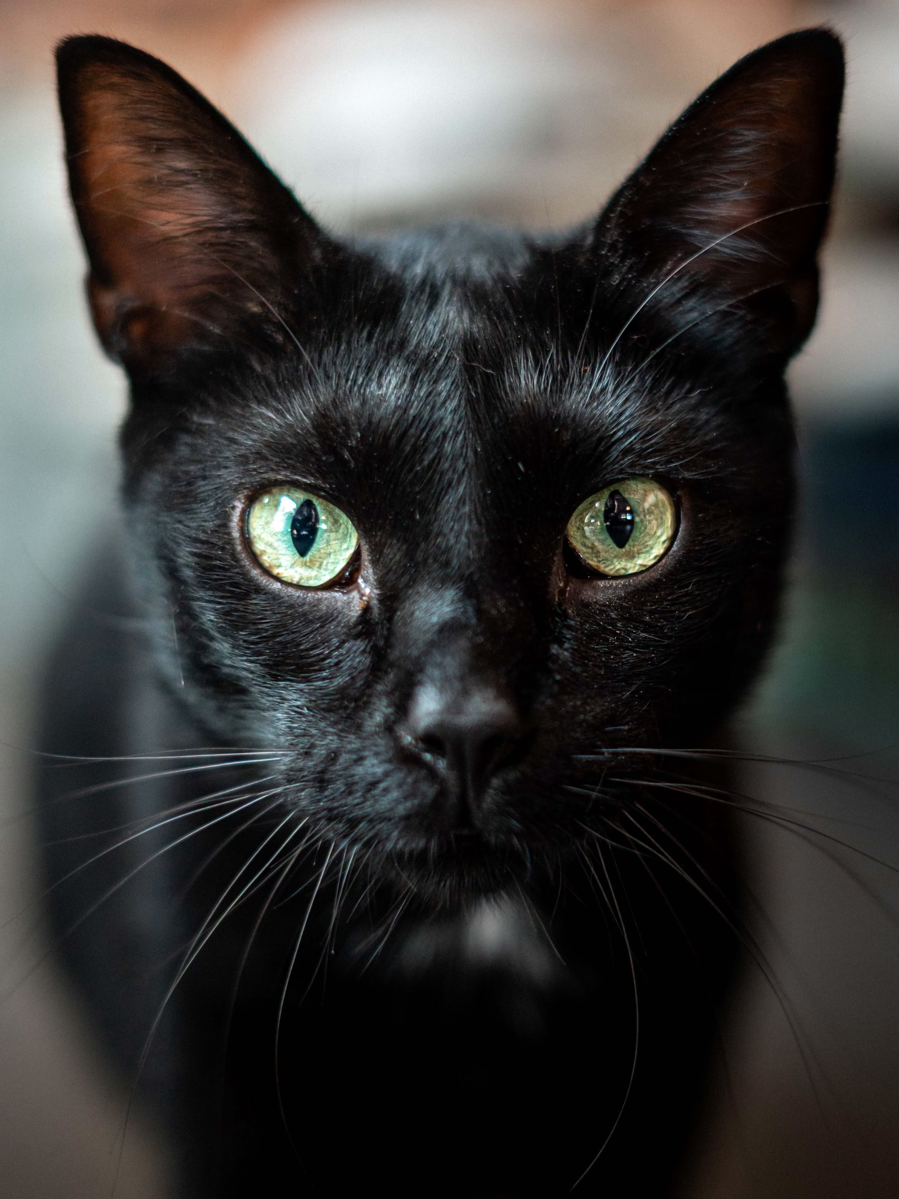 chat-noir-gros-plan