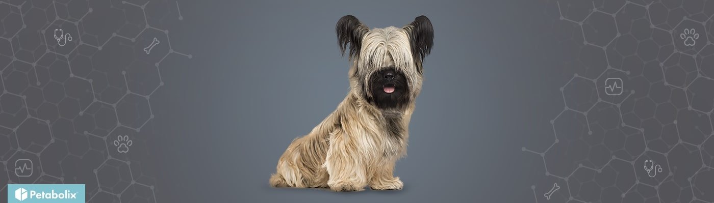 Skye Terrier image