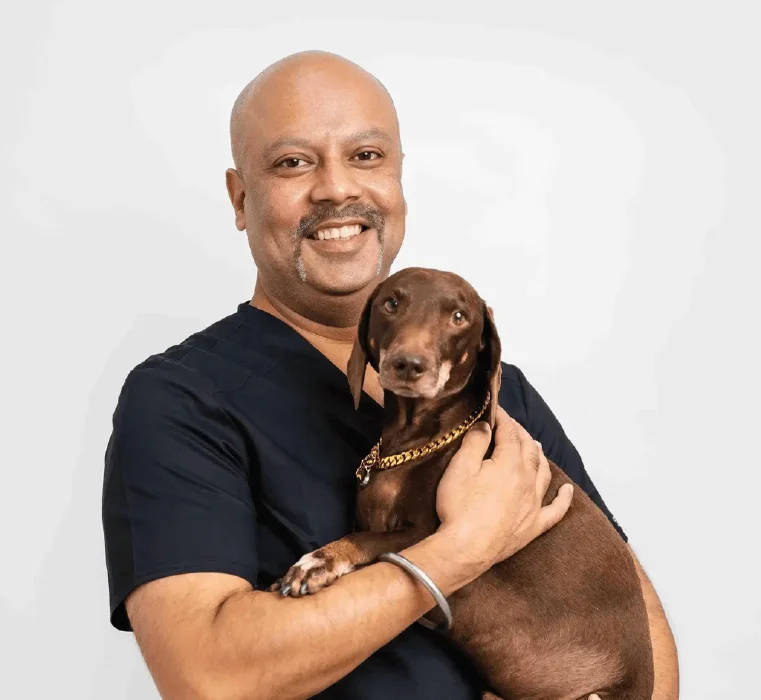 A veterinarian responsible for total hip replacement surgery for dogs.
