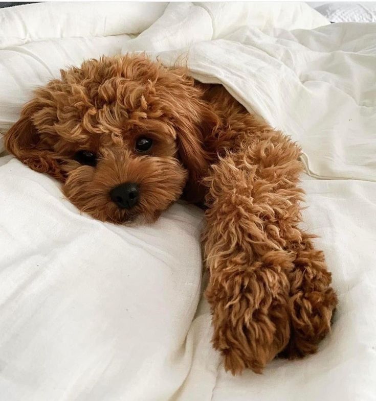 Cavapoo-valp