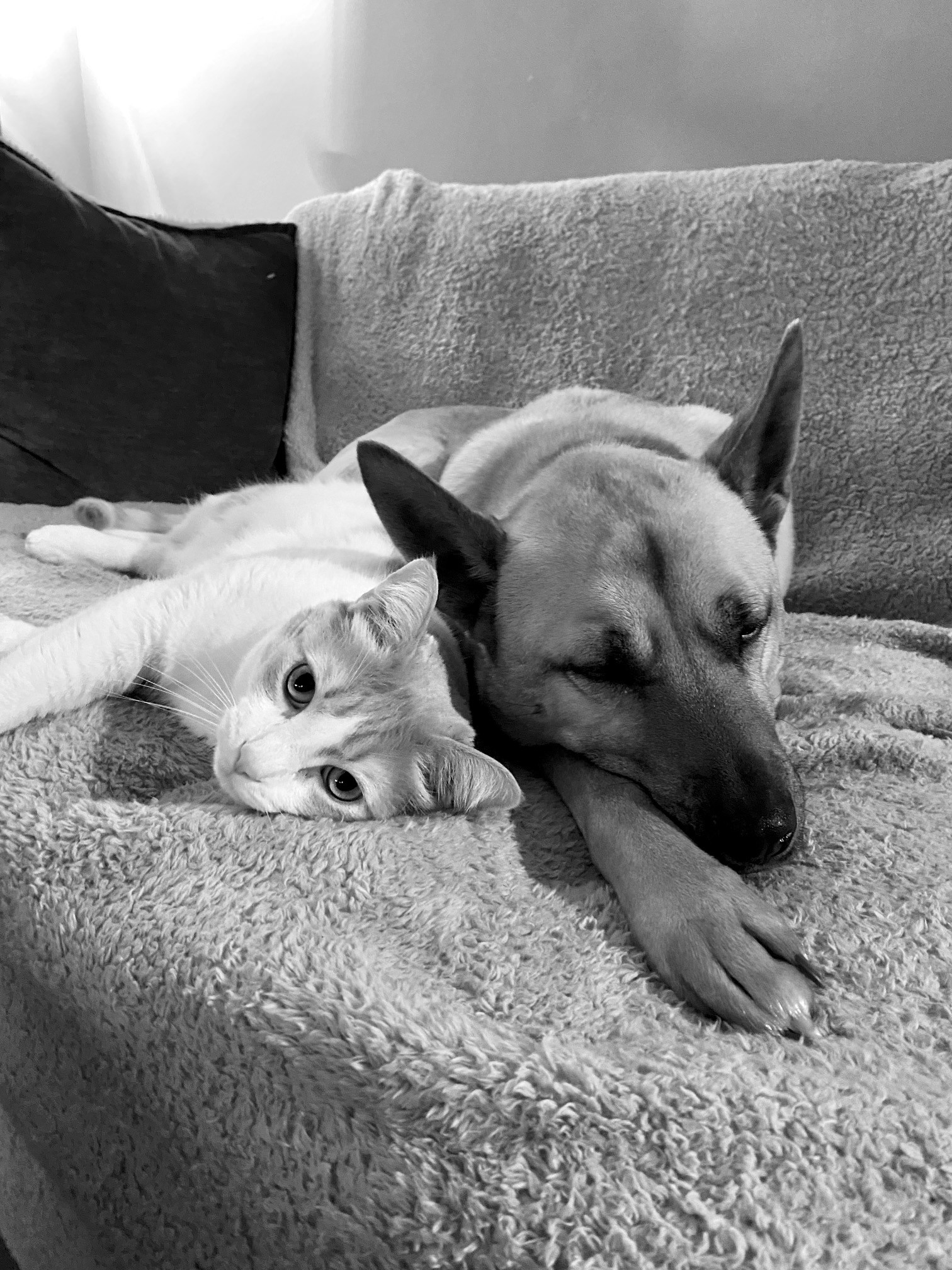 An orange cat and a brown dog cuddle together for a nap on a couch