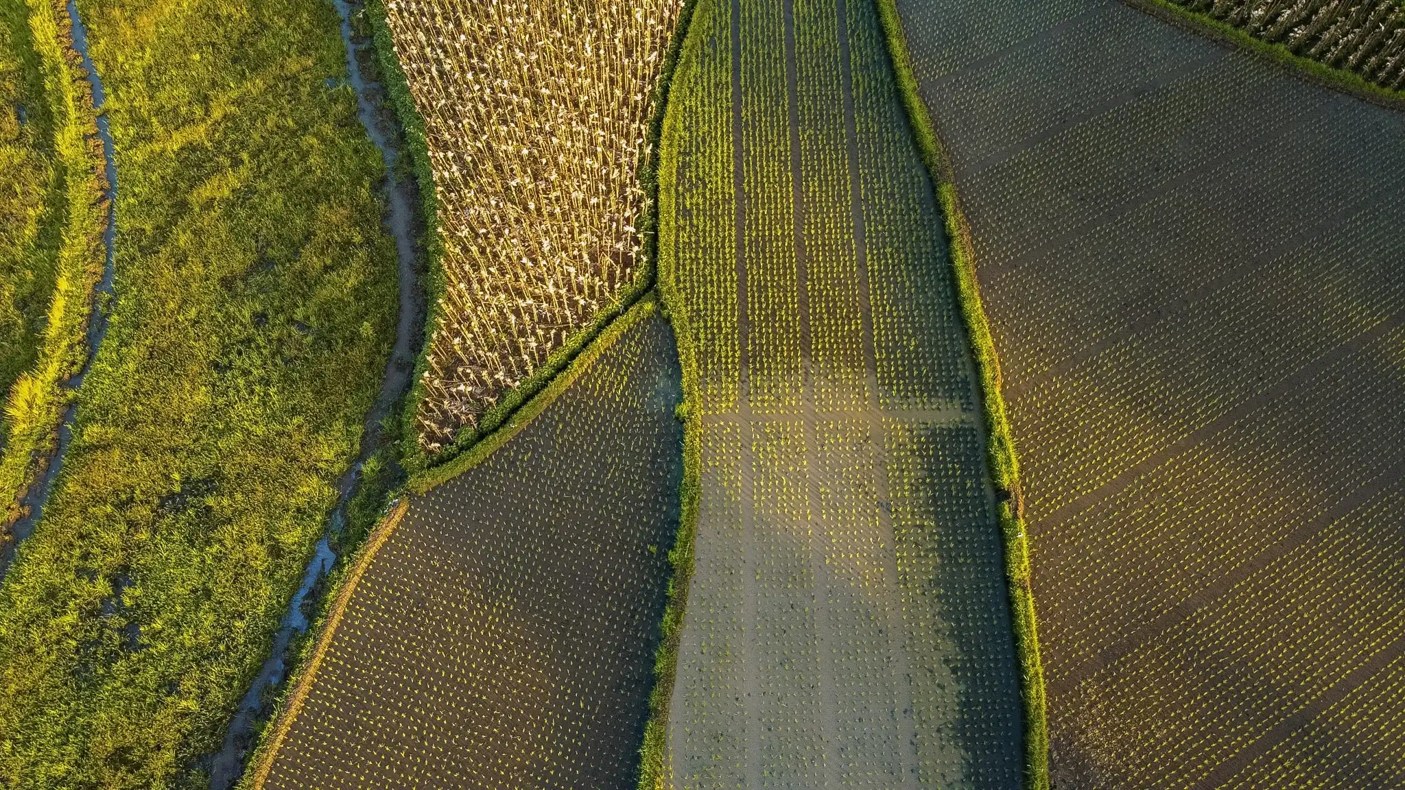 Vista aérea de surcos arados formando franjas en el terreno
