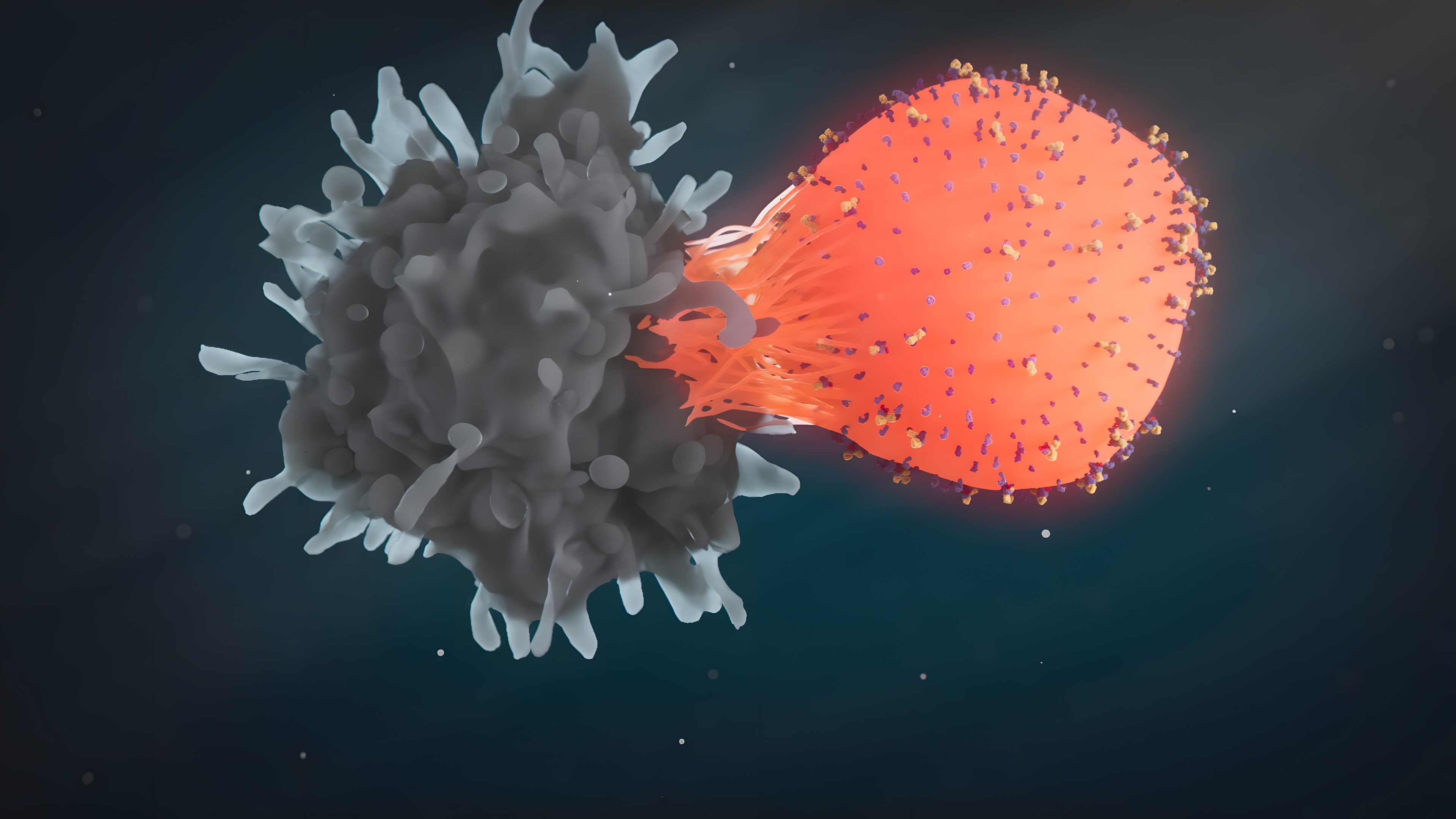 Activated T-Cell shown in orange targeting diseased cell shown in dim grey